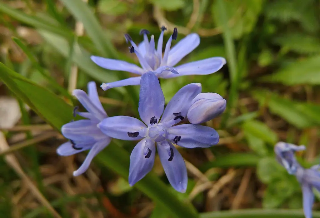 fiori spontanei - Che cosa sono le piante spontanee