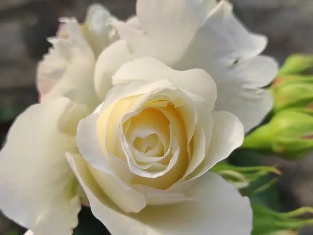 rosa mistica fiore - Che cosa vuol dire rosa mistica