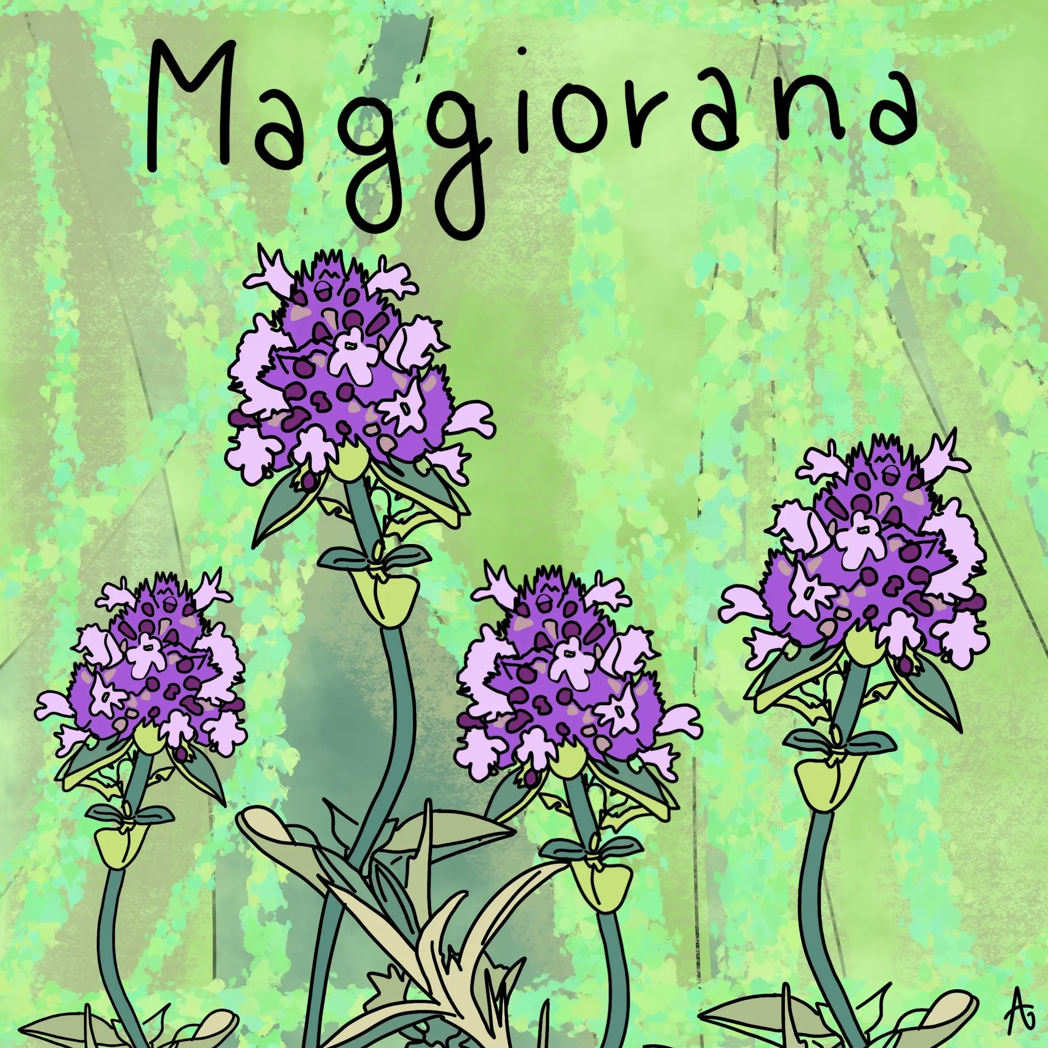 maggiorana fiore - Che differenza c'è tra l'origano e la maggiorana