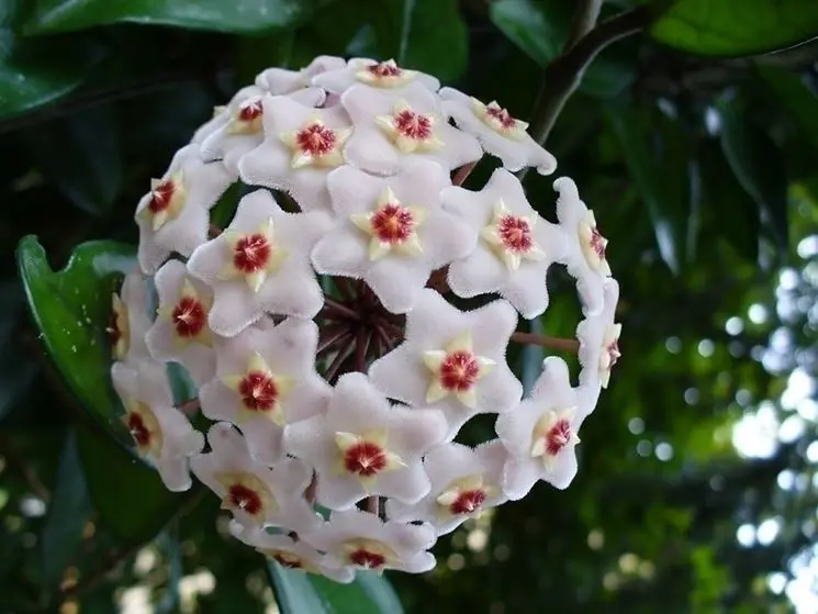 Fiori Porcellana: Un'arte delicata e preziosa - Che differenza c'è tra la ceramica e la porcellana fiori porcellana - Che differenza c'è tra la ceramica e la porcellana