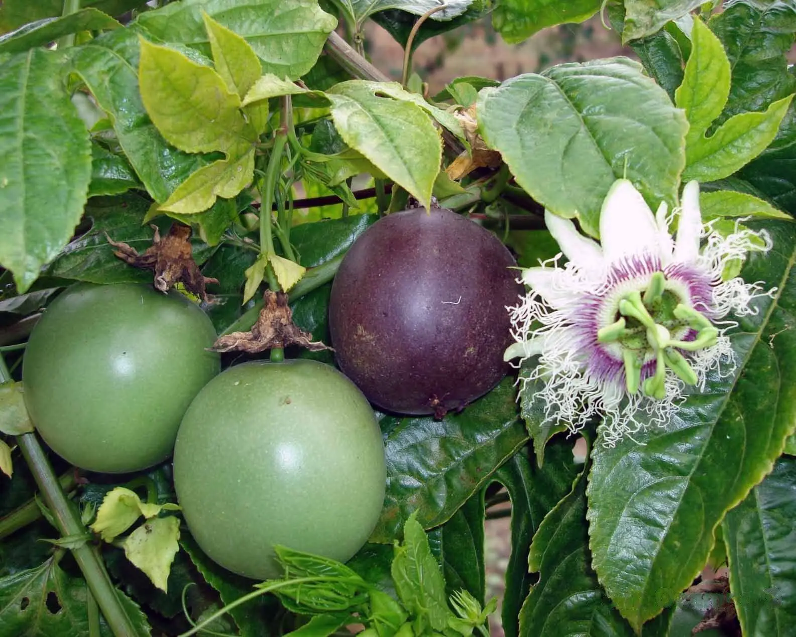 maracuja fiore - Che differenza c'è tra maracuja e passion fruit