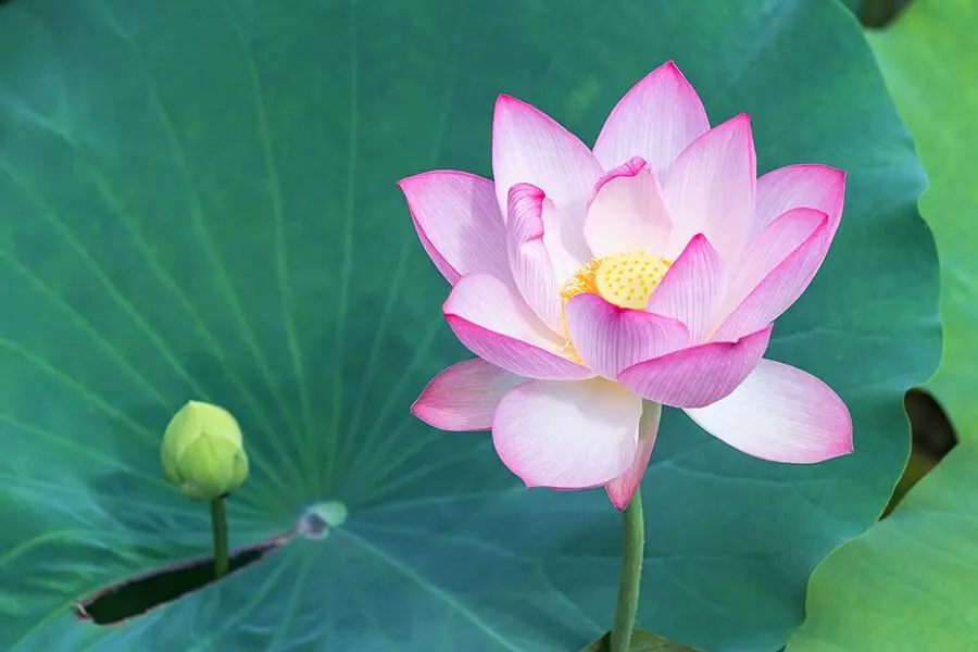 immagine fior di loto - Che differenza c'è tra ninfea e fiori di loto