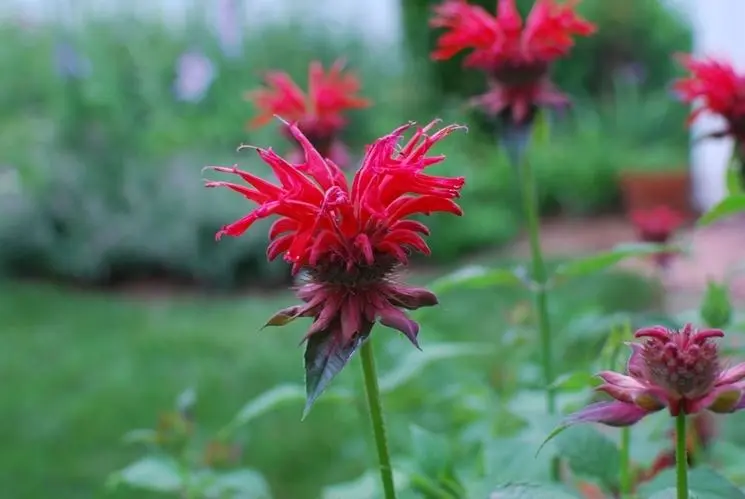 fiori bergamotto - Che effetto fa il bergamotto