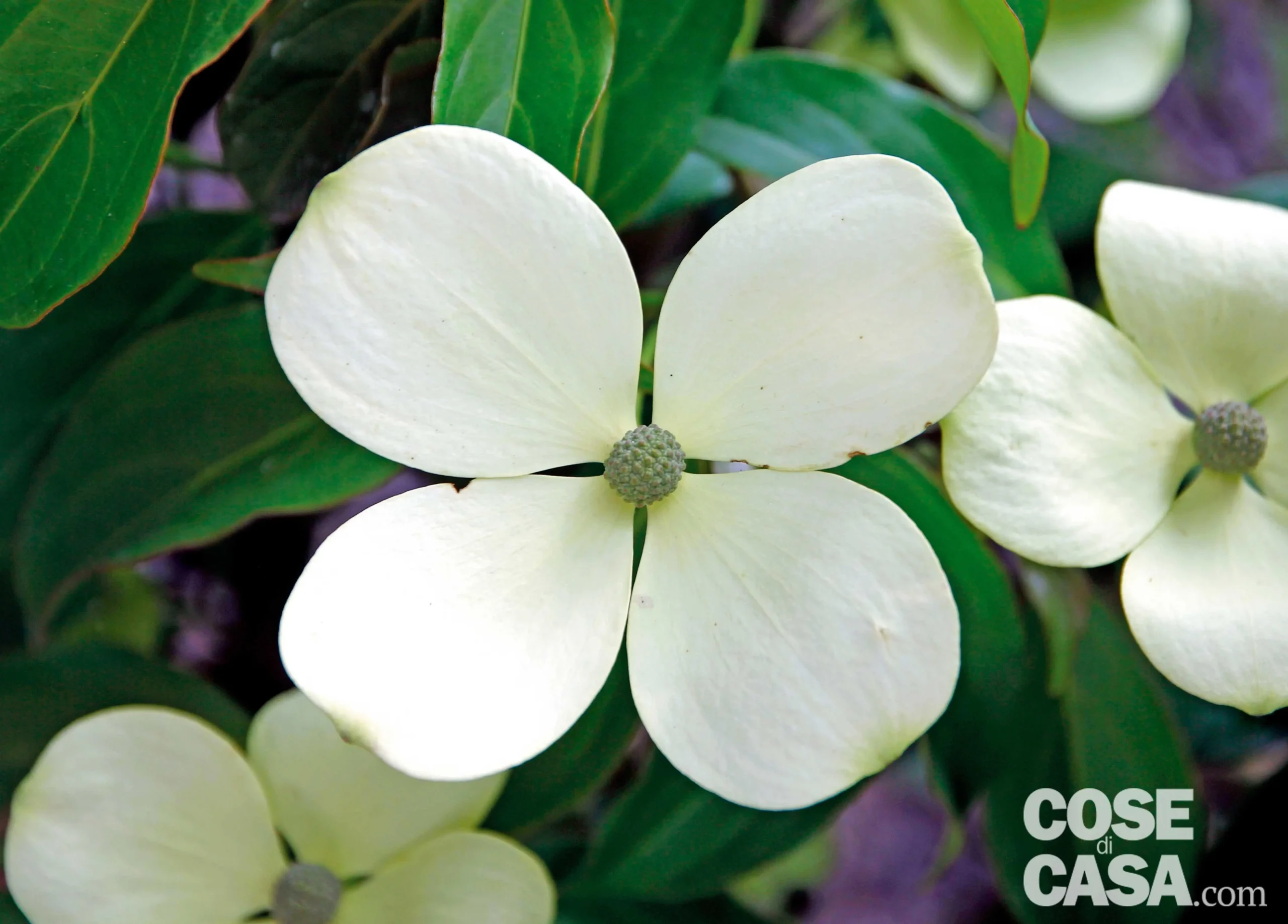 Corniolo da fiore: un arbusto dal fascino unico - Che fiore e il corniolo corniolo da fiore - Che fiore e il corniolo