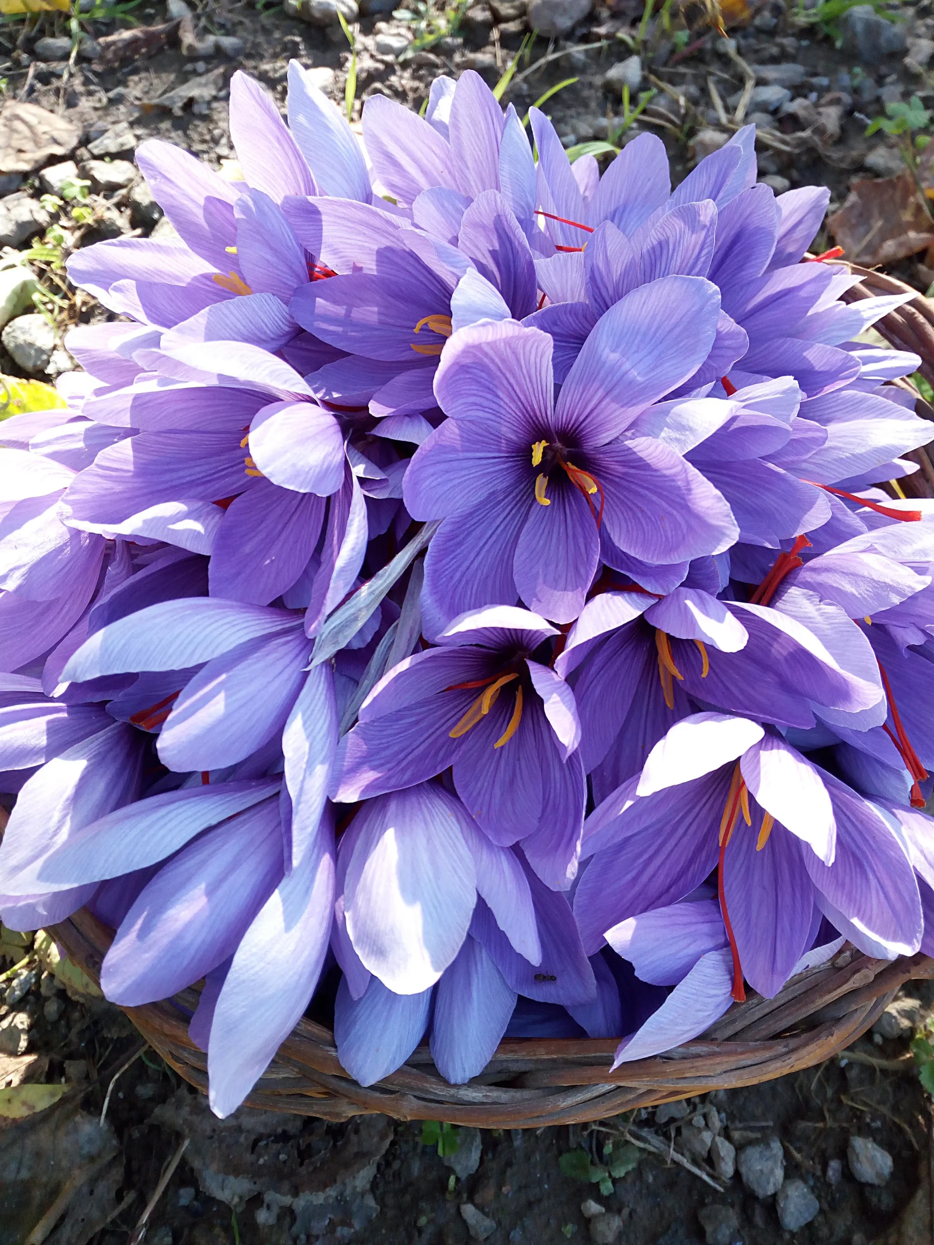 fiori crocus - Che fiore e il Croco