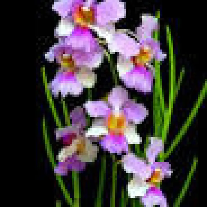 Che fiore è il Singapore Fiore? - Che fiore e il Singapore singapore fiore - Che fiore e il Singapore