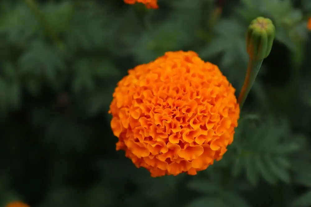 Fiori Tageti: una guida completa per la coltivazione e cura - Che fiore e il Tagete fiori tageti - Che fiore e il Tagete