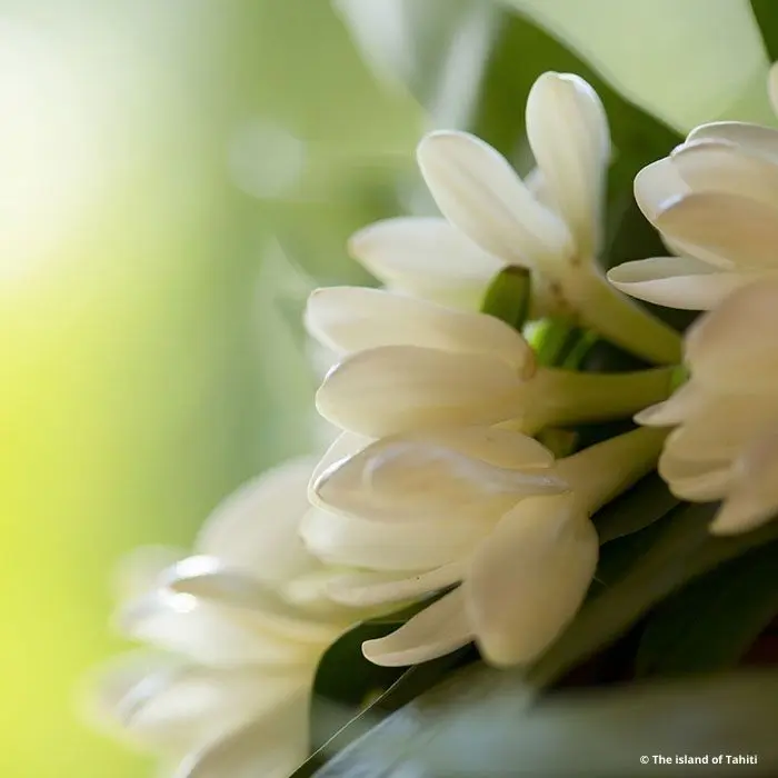 fiore di tiarè - Che fiore e il Tiare