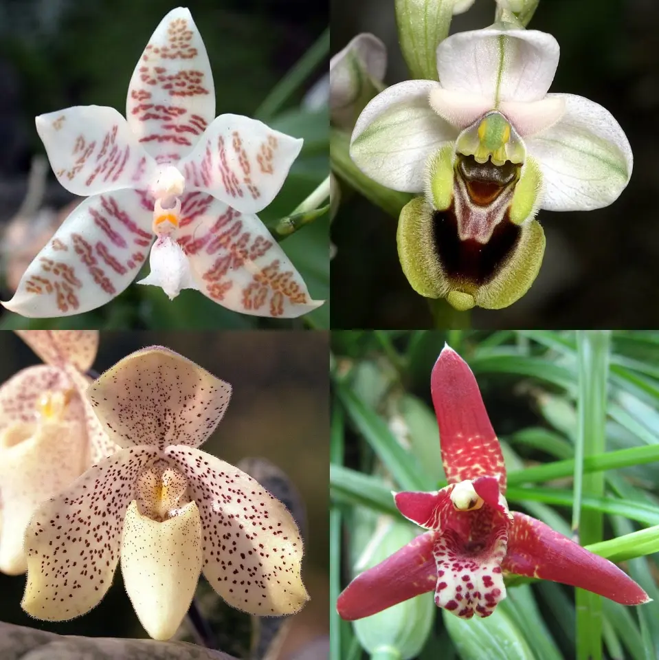 L'orchidea: bellezza e eleganza tropicale