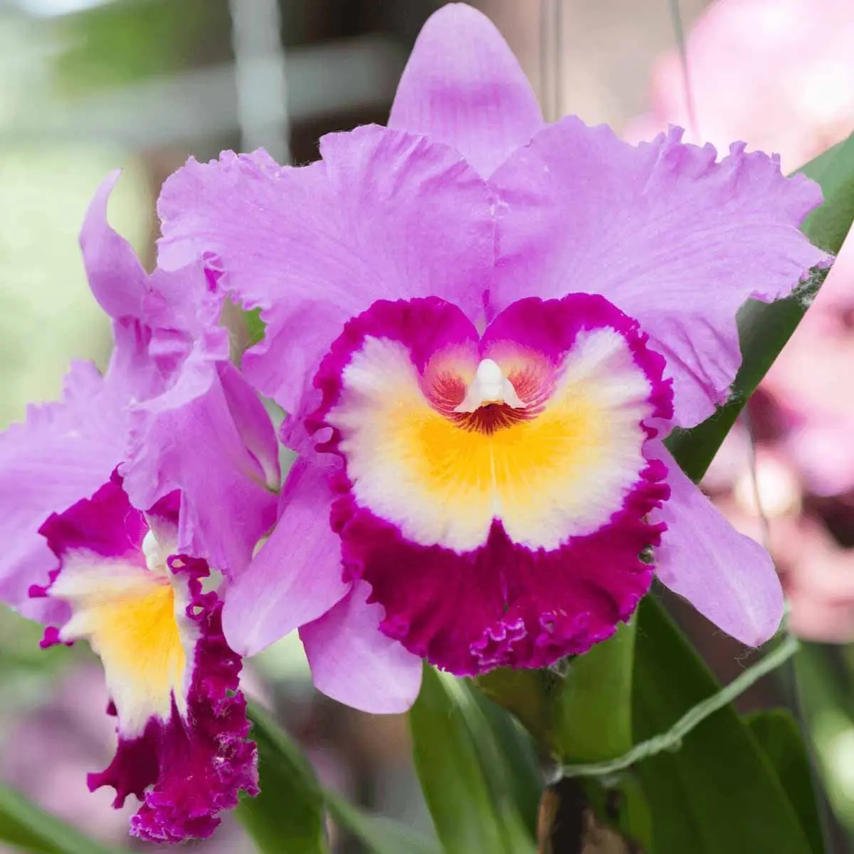 Cattleya Fiore: La Bellezza delle Orchidee - Che fiore e la Cataleya cattleya fiore - Che fiore e la Cataleya