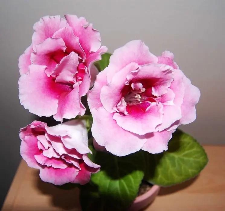 gloxinia fiore - Che fiore e la gloxinia