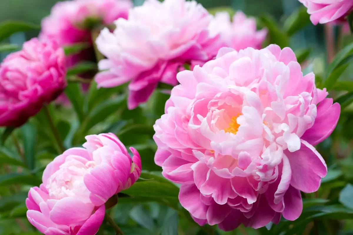 Fiore Peonie: Il Fascino delle Piante Perenni - Che fiore e la peonia fiore peonie - Che fiore e la peonia