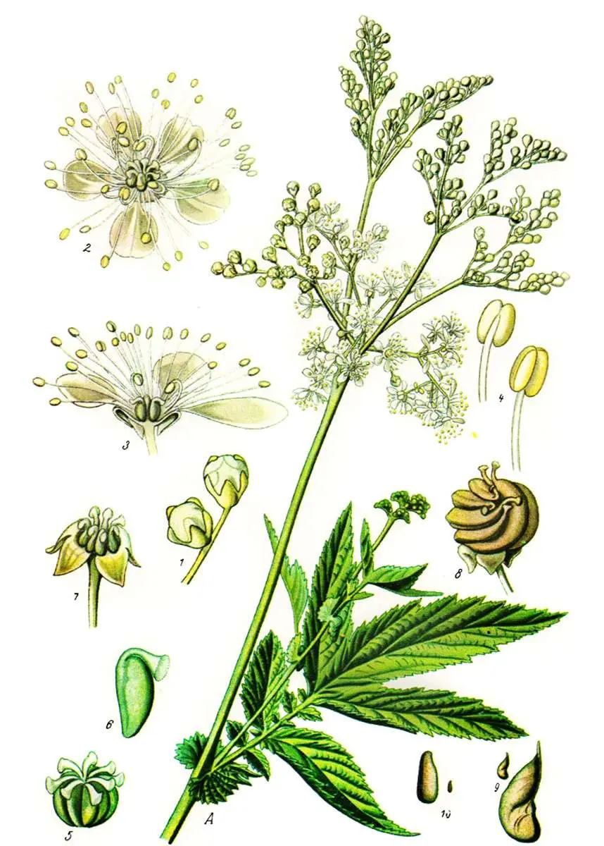 Che Fiore è la Regina dei Prati? - Che Fiore e La regina dei prati regina dei prati fiore - Che Fiore e La regina dei prati