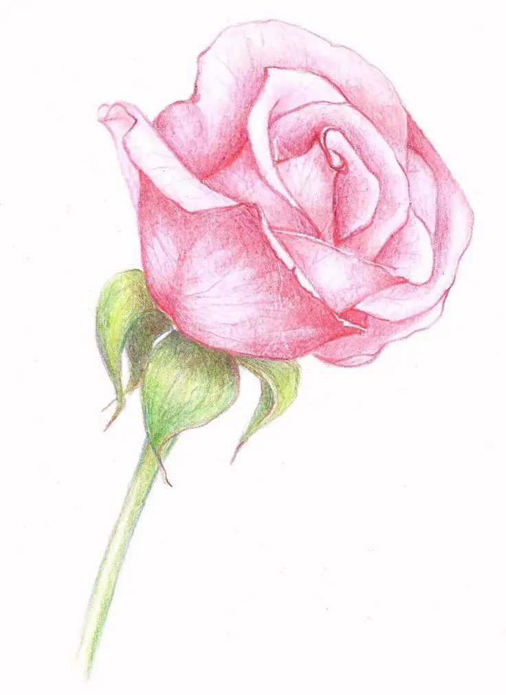 rosa fiore disegno - Che fiore e la rosa