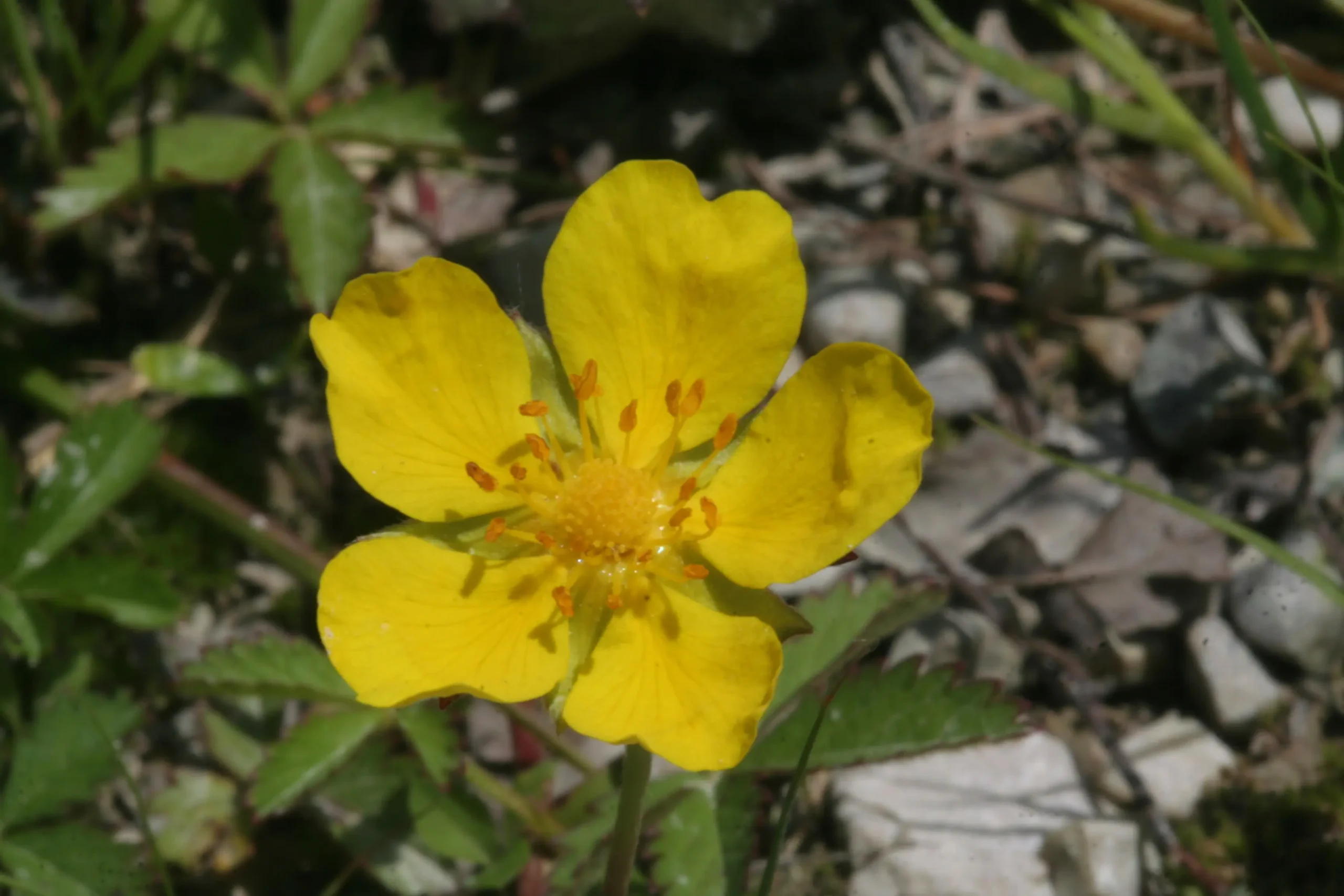 fiori potentilla - Che fiore e Potentilla