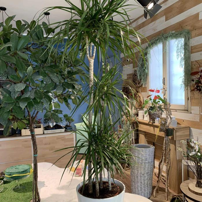 Dracena Fiore: Una Pianta Sorprendente con Fiori Profumati - Che Fiore fa il tronchetto della felicità dracena fiore - Che Fiore fa il tronchetto della felicità