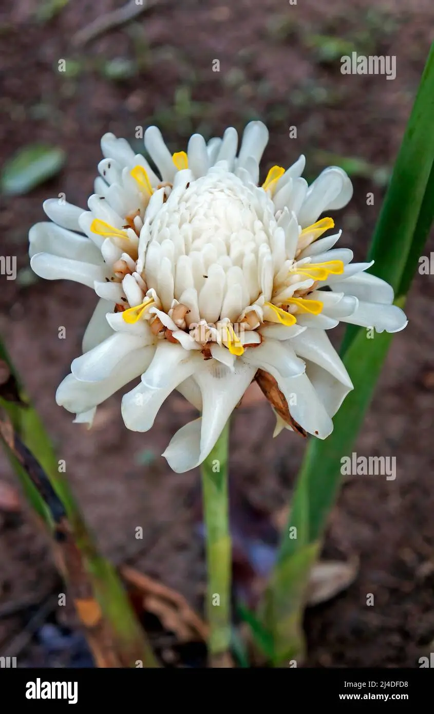 fiore di zenzero bianco - Che fiore fa lo zenzero