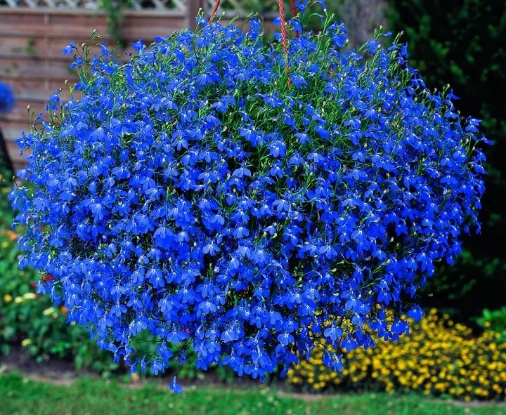 Fiori da balcone pendenti perenni: la scelta perfetta per un balcone colorato tutto l'anno - Che fiori abbinare ai gerani fiori da balcone pendenti perenni - Che fiori abbinare ai gerani