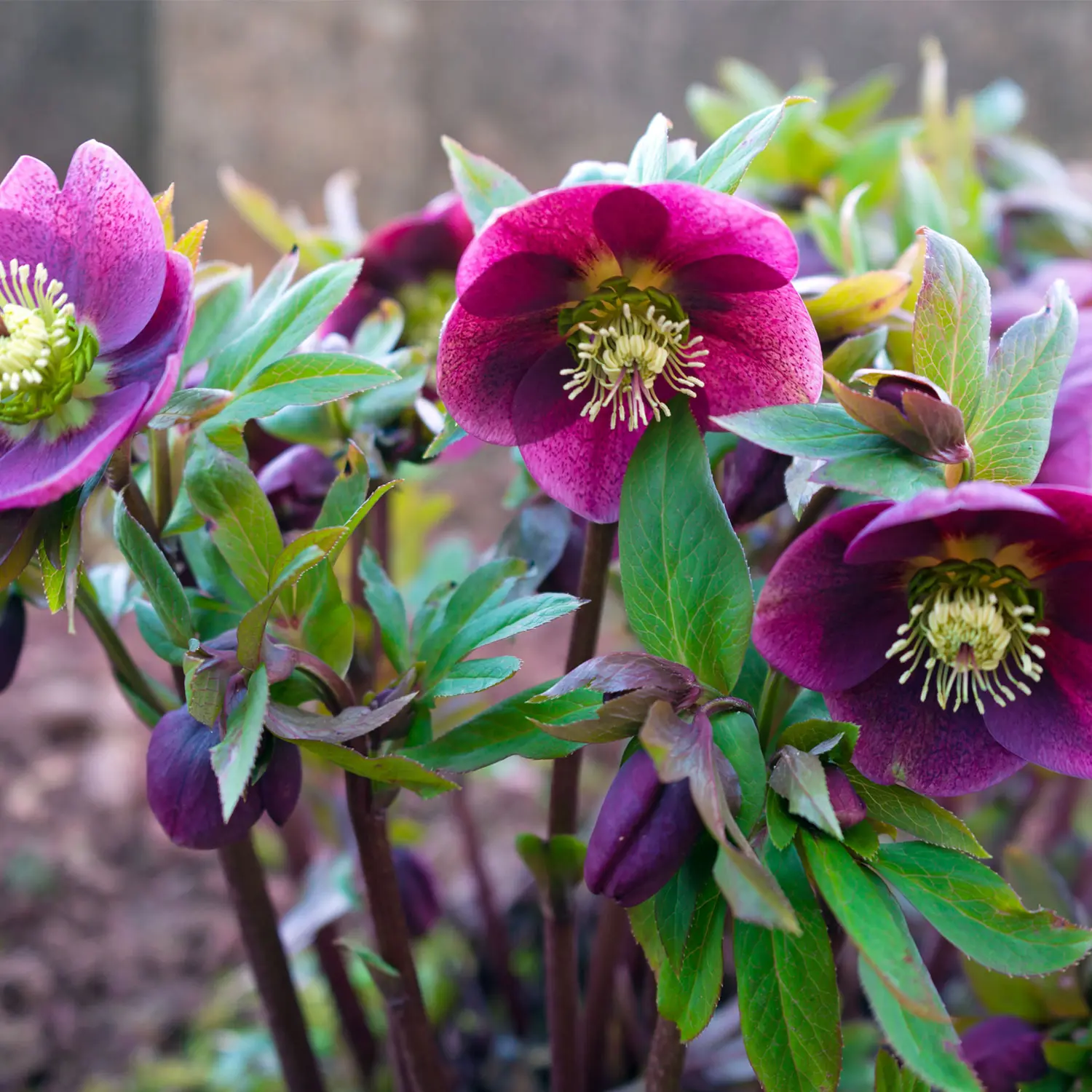 Fiori di novembre: rose, orchidee, gerbere e iris