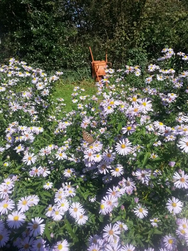 fiori settembrini matrimonio - Che fiori ci sono a settembre per matrimonio