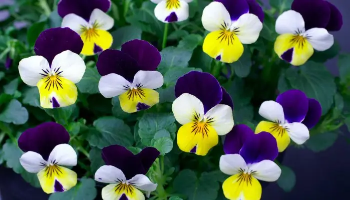 fiori febbraio - Che fiori ci sono nel mese di febbraio