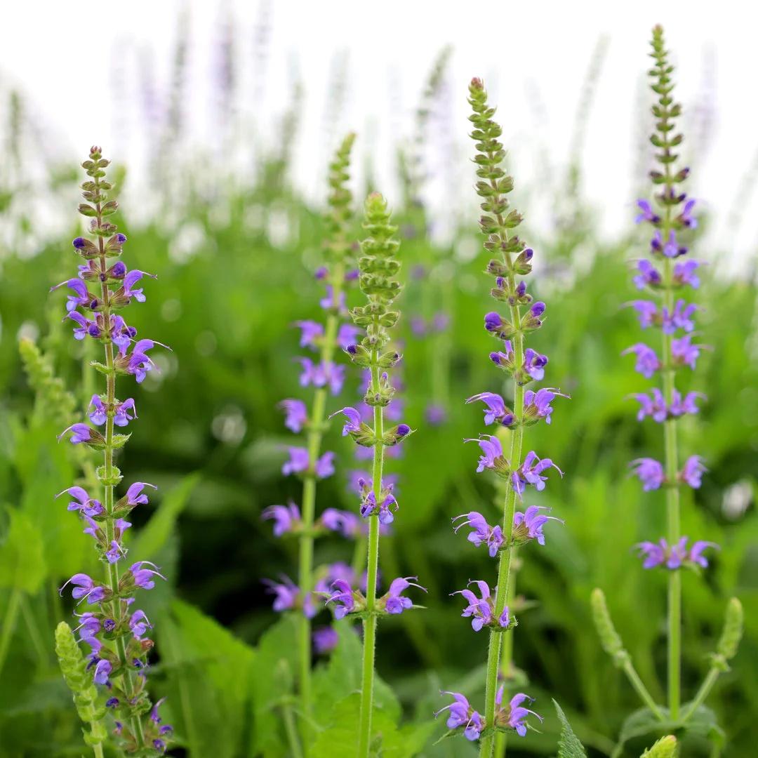 Salvia: proprietà, usi e coltivazione - [guida completa