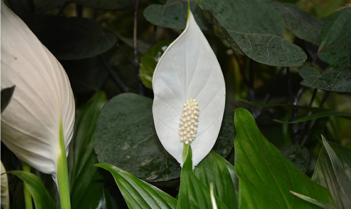 Fiori da casa: come decorare la tua casa con fiori freschi - Che fiori mettere in cucina fiori da casa - Che fiori mettere in cucina