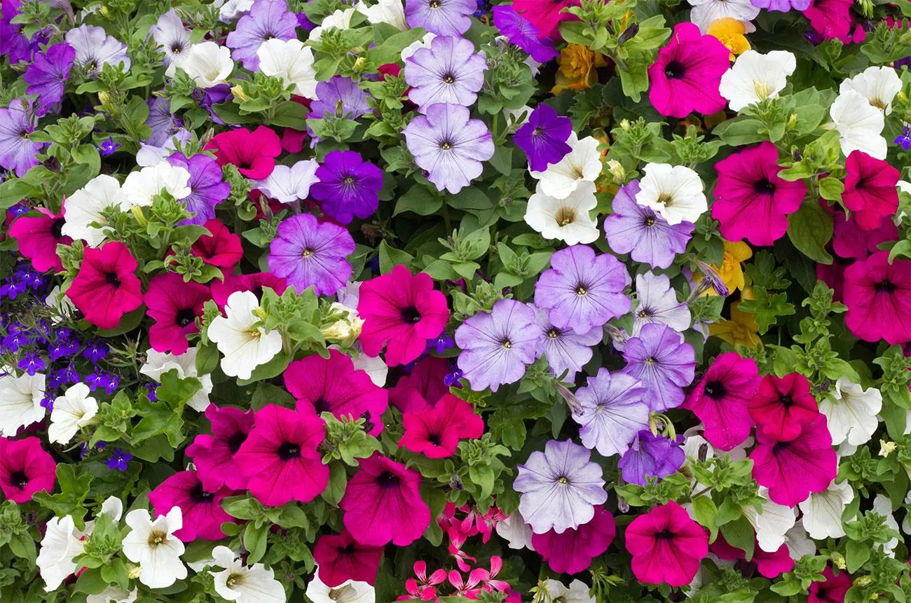 Che fiori mettere sul balcone a luglio - Che fiori mettere sul balcone a luglio fiori in luglio - Che fiori mettere sul balcone a luglio