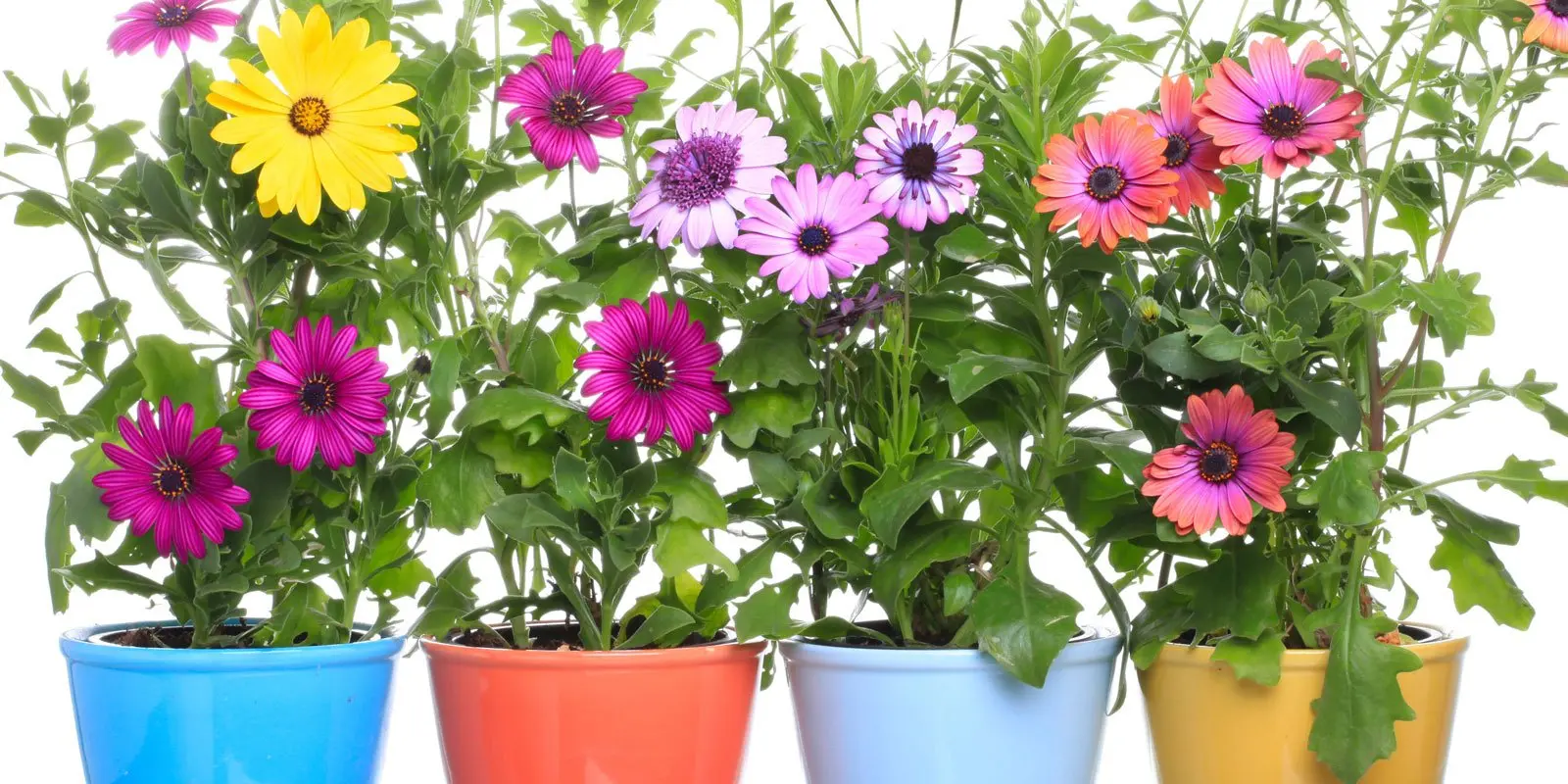 fiori da piantare a marzo - Che fiori mettere sul balcone a marzo