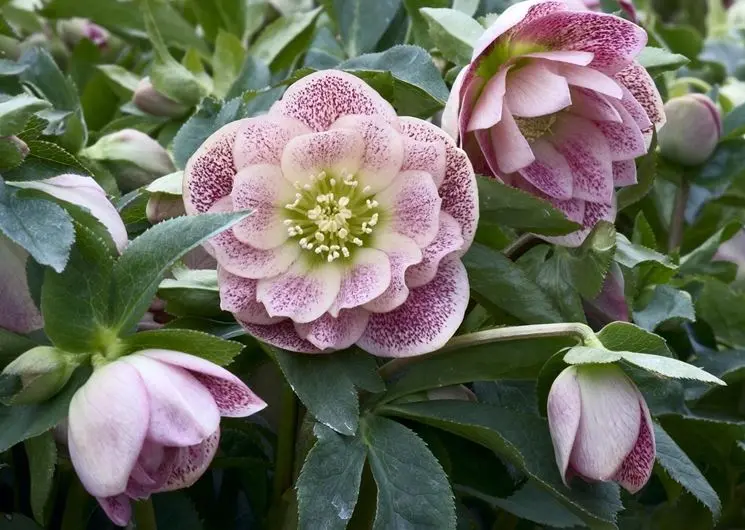 piante da ombra fiorite - Che fiori mettere sul balcone all'ombra