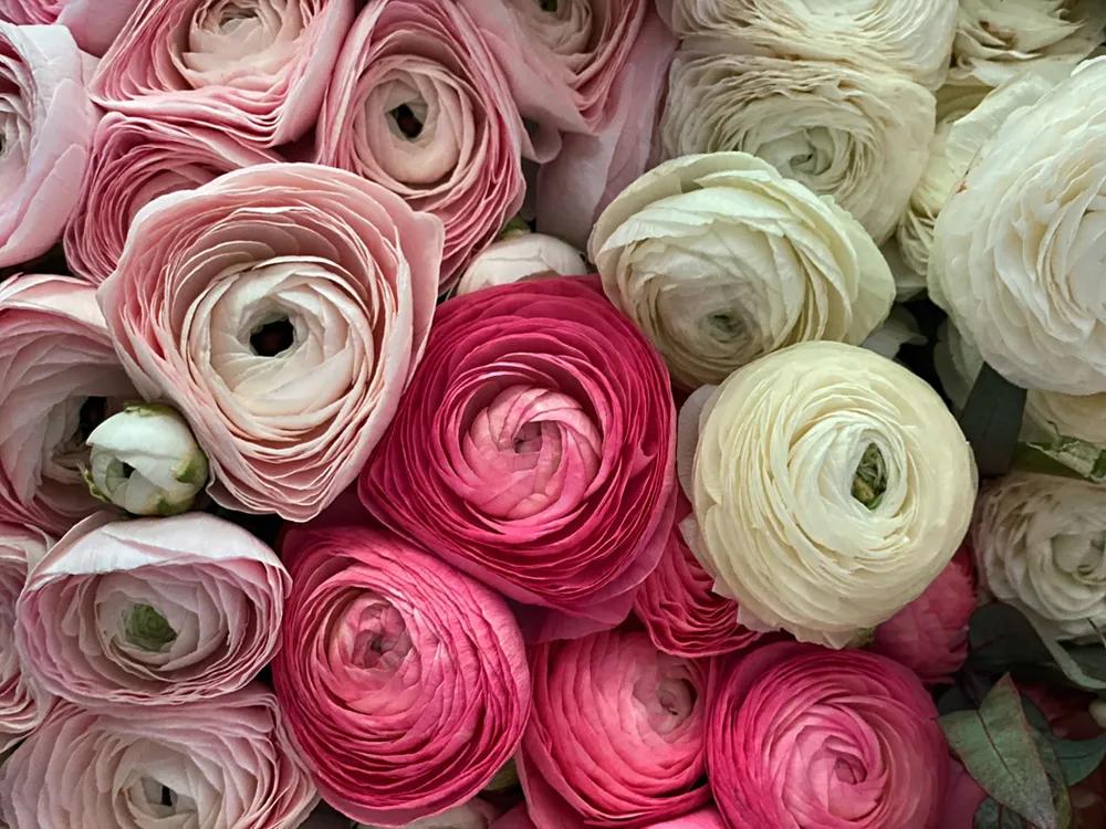 fiori simili alle rose - Che fiori mettere vicino alle rose