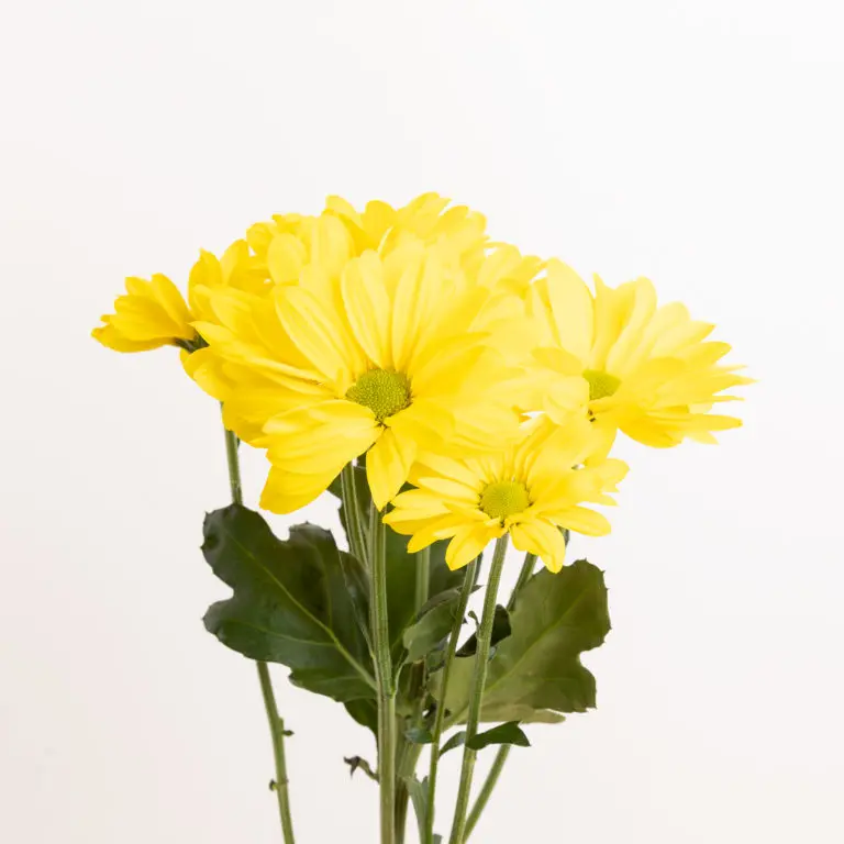 Fiori per la festa del papà: il regalo perfetto