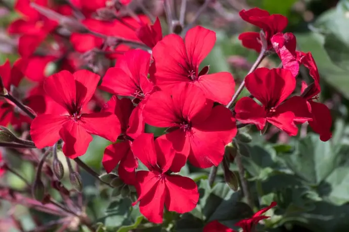 fiori rossi estivi - Che fiori si trovano a fine agosto