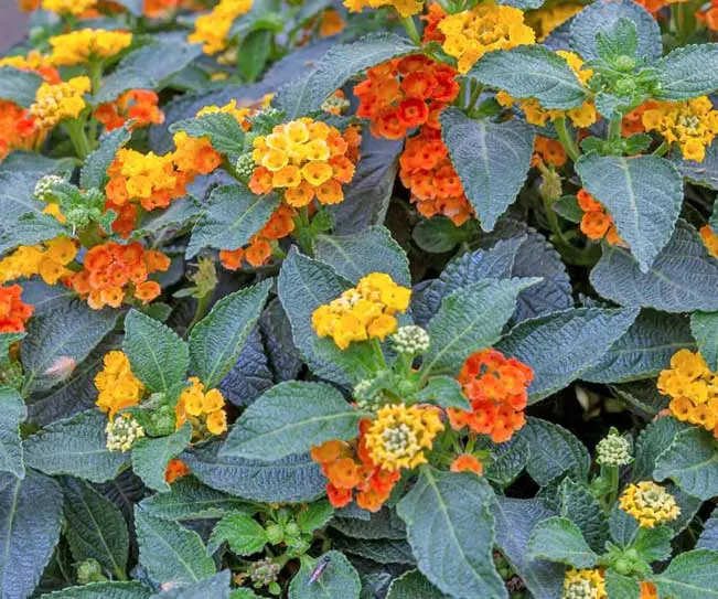 Come curare la lantana in vaso - Che fiori sono le Lantane lantane fiori - Che fiori sono le Lantane