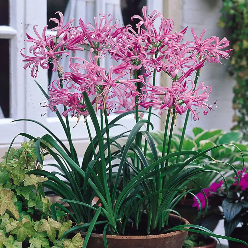 Nerine Fiori: La bellezza delicata dei fiori Nerine - Che fiori sono le Nerine nerine fiori - Che fiori sono le Nerine