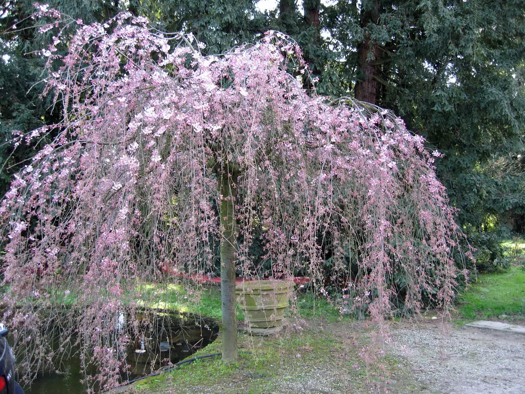 Prunus da fiore: tutto quello che devi sapere - Che frutti fa il Prunus prunus da fiore - Che frutti fa il Prunus