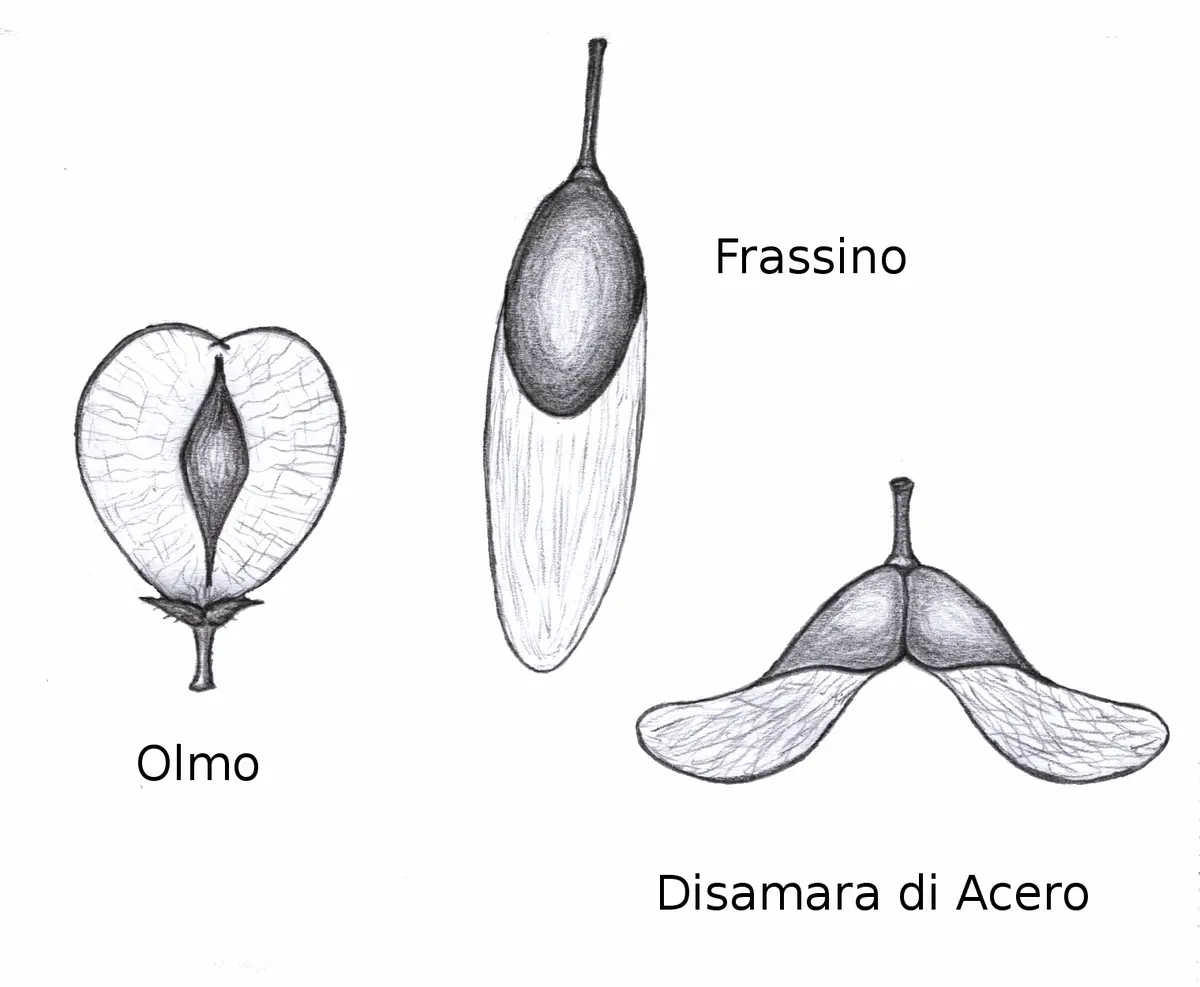 Olmo Fiore: Bellezza e Significato dei Fiori di Olmo - Che frutti fa l'olmo olmo fiore - Che frutti fa l'olmo