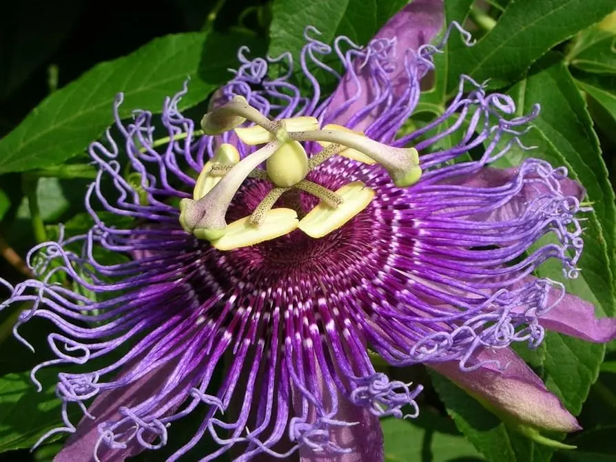 maracuja fiore - Che gusto è maracuja