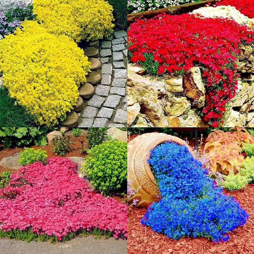 Fiori di Crescione: Il Gustoso Erbaceo Acquatico - Che gusto ha il crescione fiori di crescione - Che gusto ha il crescione