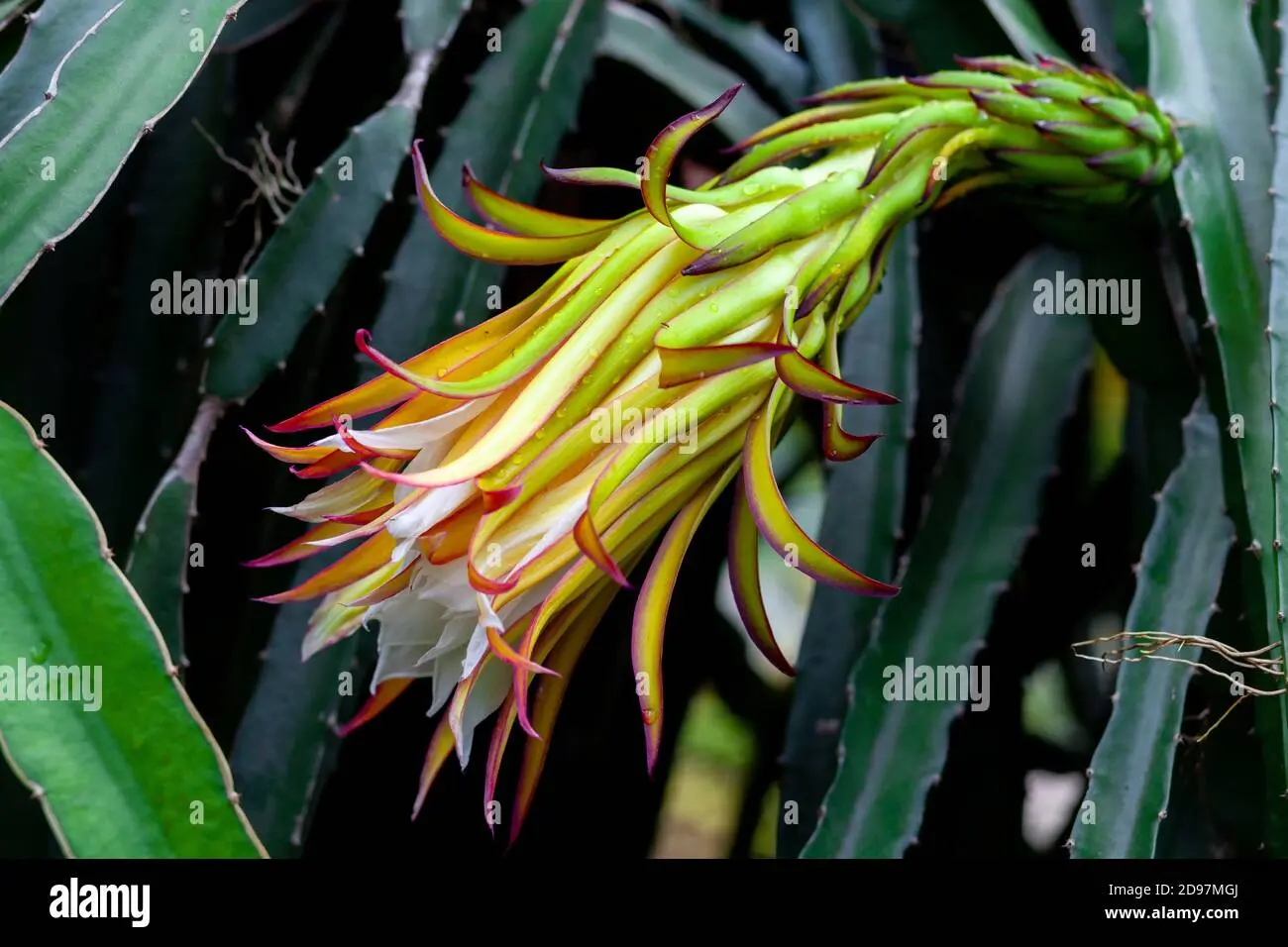 Il fiore di Hylocereus undatus: un simbolo di bellezza e prosperità - Che gusto ha il frutto del drago hylocereus undatus fiore - Che gusto ha il frutto del drago
