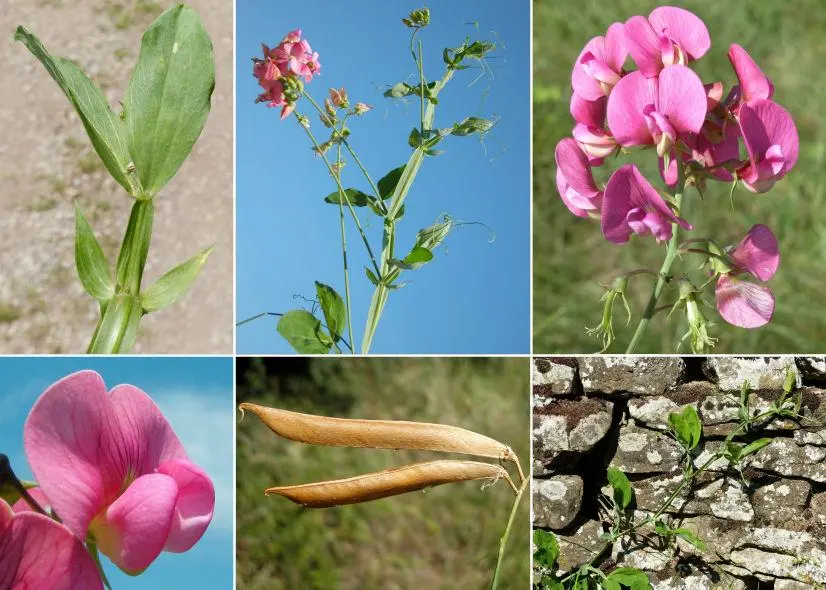 Cicerchie Fiori: La Pianta Perenne dalle Proprietà Nutrizionali Straordinarie - Che gusto ha la cicerchia cicerchie fiori - Che gusto ha la cicerchia