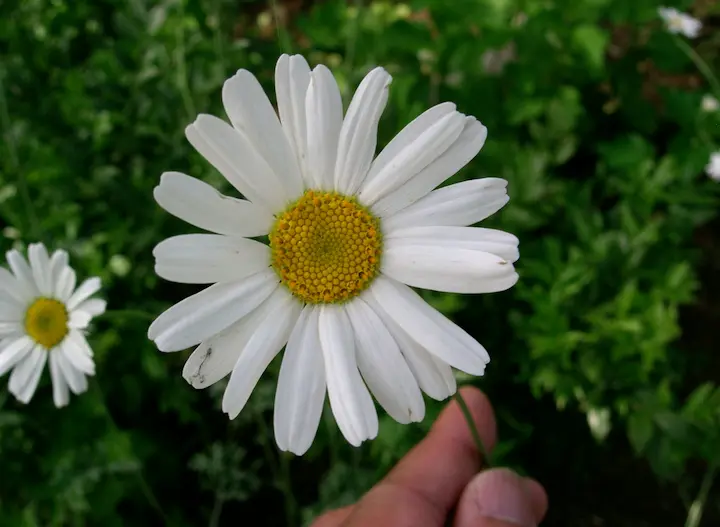 Il Fior di Piretro: Un Potente Insetticida Naturale - Che insetti uccide il piretro fior di piretro - Che insetti uccide il piretro