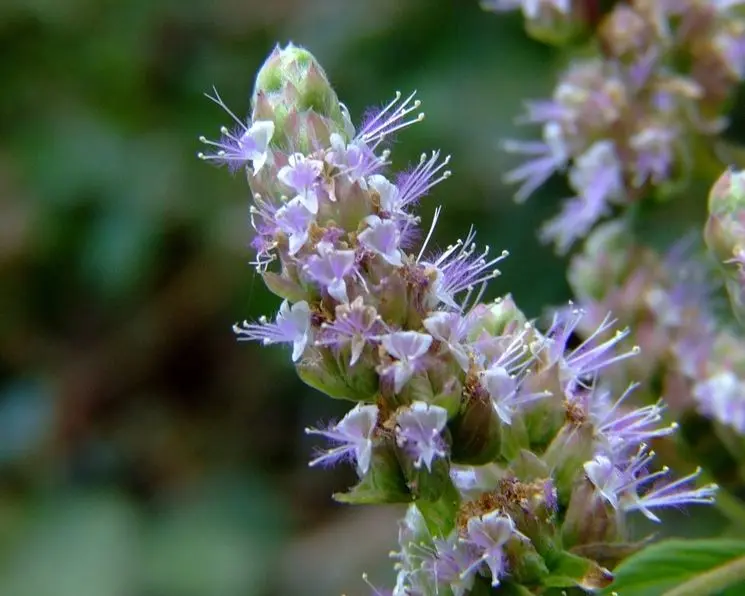 Patchouli Fiore: Il Profumo Intenso e Rigenerante - Che odore ha il patchouli patchouli fiore - Che odore ha il patchouli