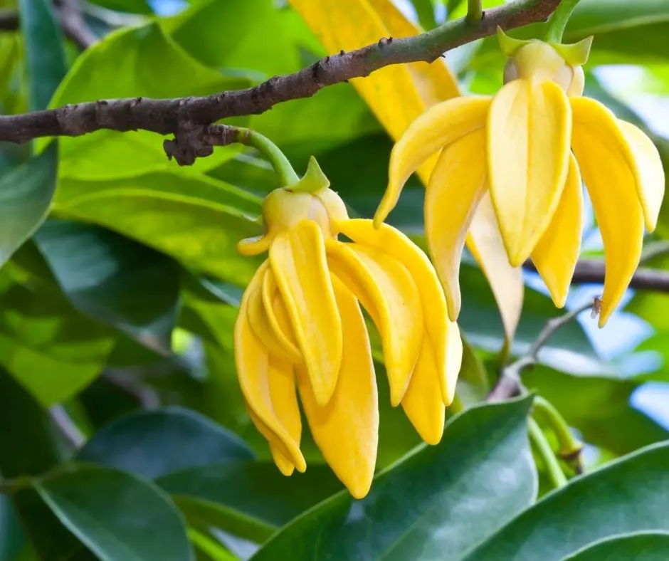 ylang ylang fiore - Che odore ha il ylang ylang