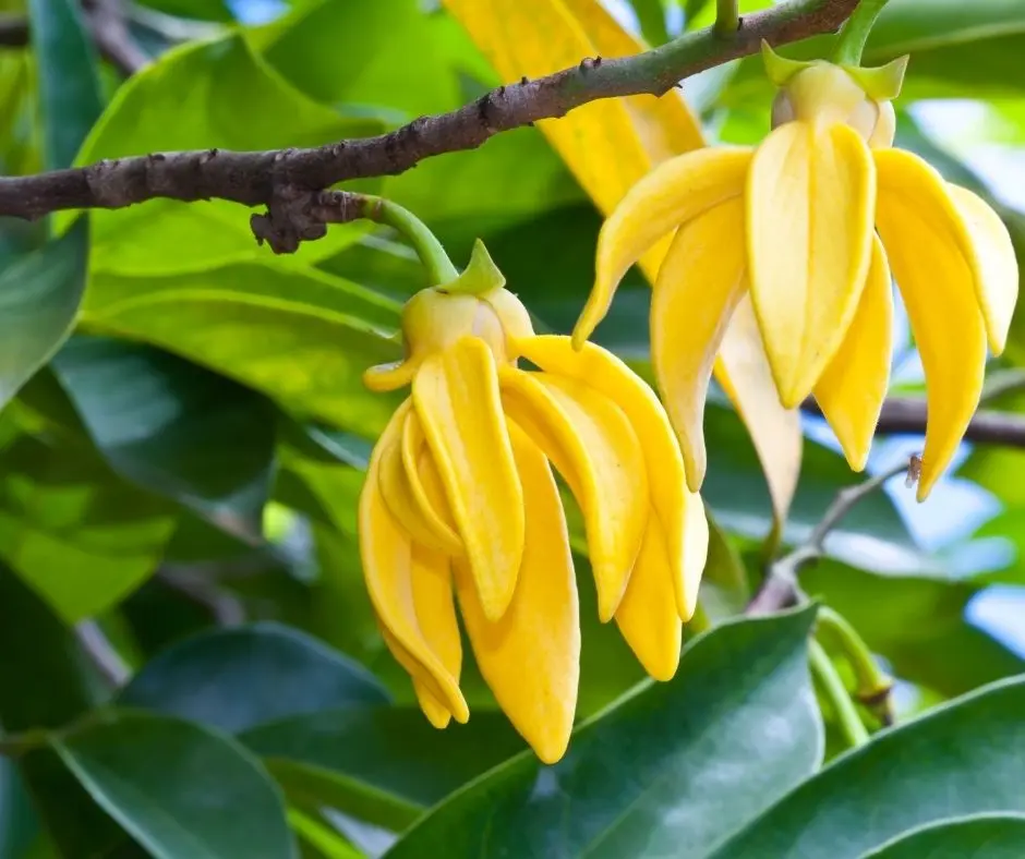 Ylang Ylang Fiore: Un Profumo Intenso e Particolare - Che odore ha il ylang ylang ylang ylang fiore - Che odore ha il ylang ylang
