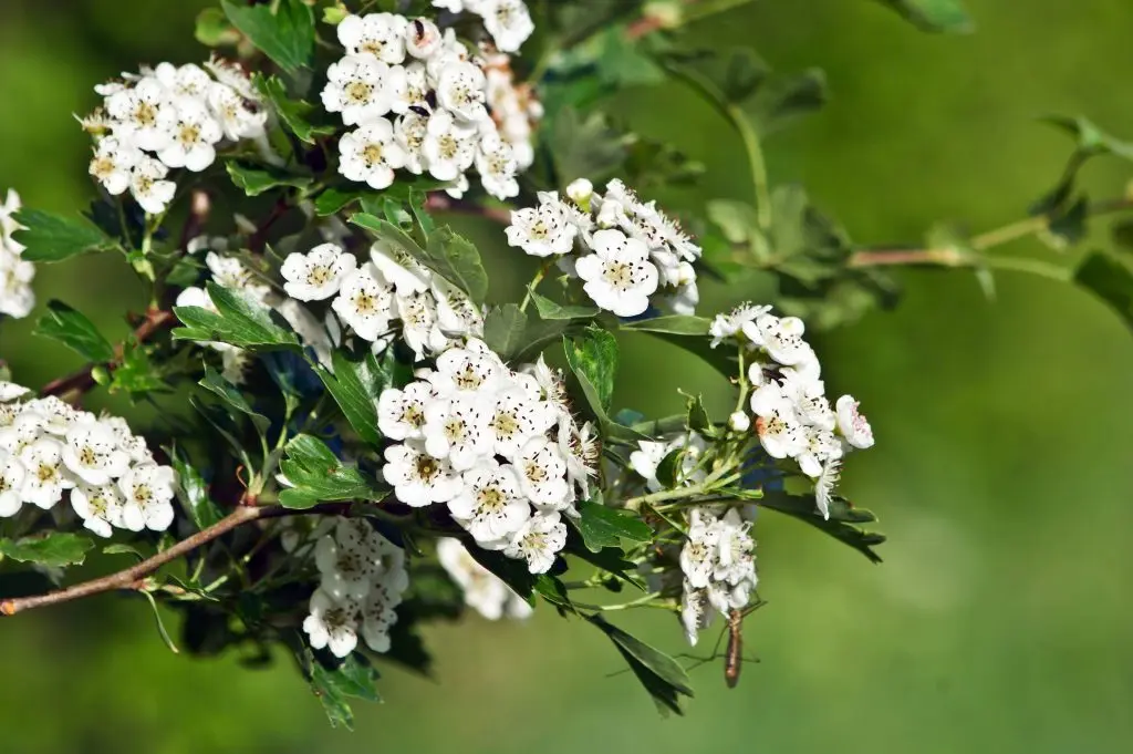Il Fiore di Biancospino: Proprietà e Coltivazione - Che pianta è il biancospino biancospino fiore - Che pianta è il biancospino