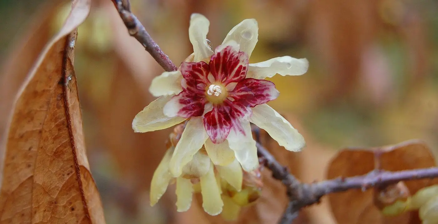 Calicantus Fiore: Un Arbusto che Sfida l'Inverno con la Sua Fioritura - Che pianta è il Calicanto calicantus fiore - Che pianta è il Calicanto