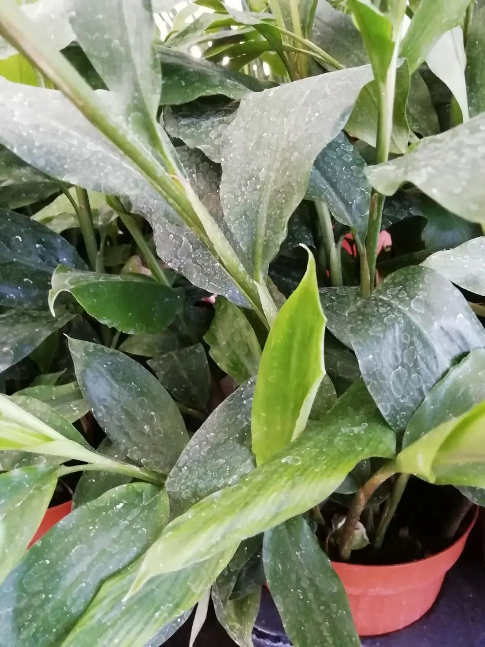 Cardamomo: una spezia versatile e salutare - Che pianta è il cardamomo cardamomo fiore - Che pianta è il cardamomo