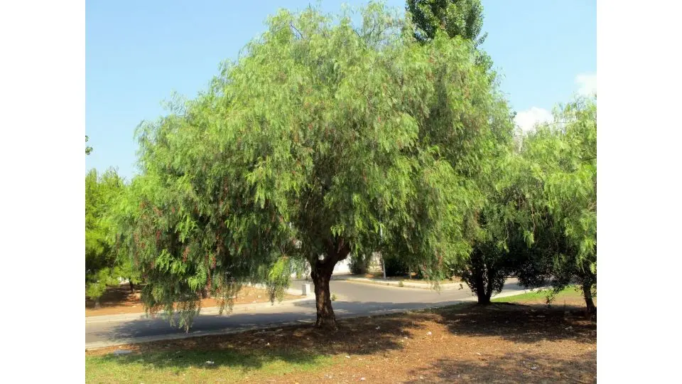 Falso Pepe Fiori: Un Albero Sempreverde con un Aroma Unico - Che pianta è il falso pepe falso pepe fiori - Che pianta è il falso pepe