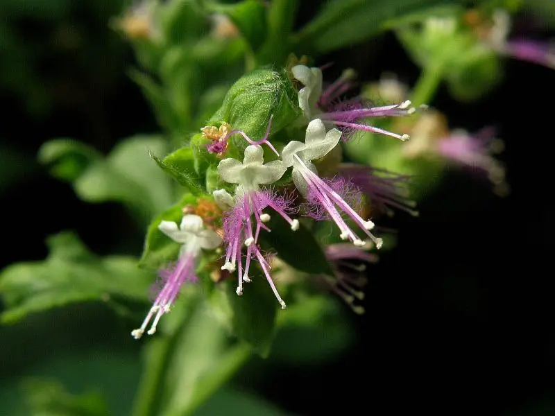 Patchouli Fiore: Il Profumo Intenso e Rigenerante - Che pianta è il patchouli patchouli fiore - Che pianta è il patchouli